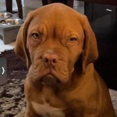Dogues de Bordeaux from Ema's Dogue de Bordeaux