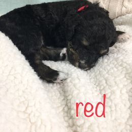 Bernedoodle Puppies from Cry Woof LLC