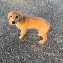 Mr. Red - male Australian Mountain Doodle puppy in Melba, Idaho from Sleepy Hollow Mountain Doodles