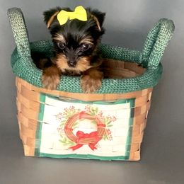 Pomeranian and Yorkshire Terrier Puppies from BC Breeders Association