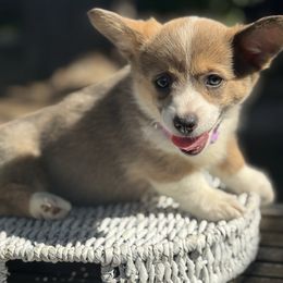 Rapunzel - Blue female Pembroke Welsh Corgi puppy in San Diego ,Ca, California from SoCal Native Corgis