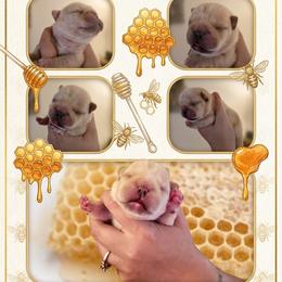 French Bulldog Puppies from Diamond Dreams French Bulldogs