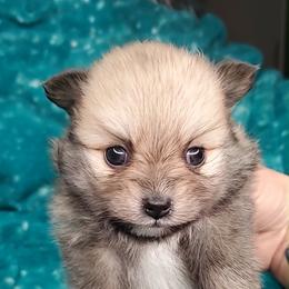Girl 2 - Orange sable female Pomeranian puppy in Tulsa County, Oklahoma from CP Kennels