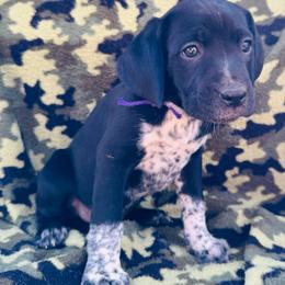 Purple Dalmador Female - White and black female Dalmatian puppy in Westhoff, Texas from Smart Dalmatians