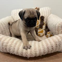 Male 1..biggest - Fawn male Pug puppy in Athens, Alabama from Tina’s Pugs