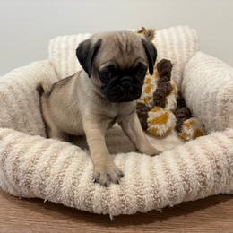 Male 1..biggest - Fawn male Pug puppy in Athens, Alabama from Tina’s Pugs