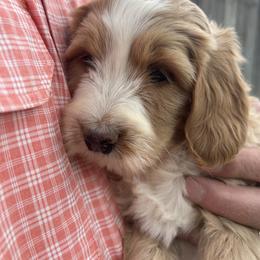 Bernedoodle Puppies from Yellowstone Breeders