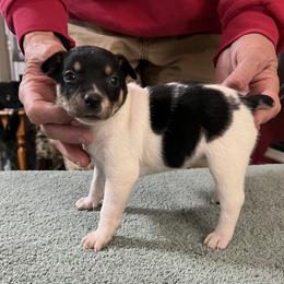 Piper - White black and tan female Rat Terrier puppy in Gonzales, Texas from Sunshine Deckers