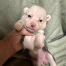 Bluie mismark girl - Blue female Pembroke Welsh Corgi puppy in Clinton, Tennessee from High Hopes Farm