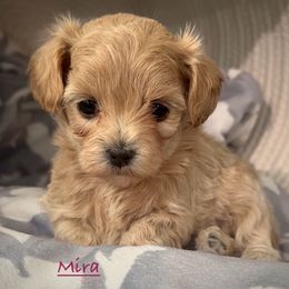 Mira - Apricot female Maltipoo puppy in Lake Ann, Michigan from Riyem Wildflower Farms