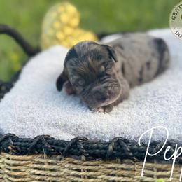 Pepper - Merle male Bernedoodle puppy in Fort Pierce, Florida from Gentle Giants Doodle Co.