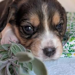 Cosmo - Black tan and white male Beagle puppy in Colville, Washington from Rosehaven Homestead