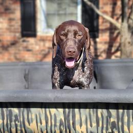 Nova  - German Shorthaired Pointer