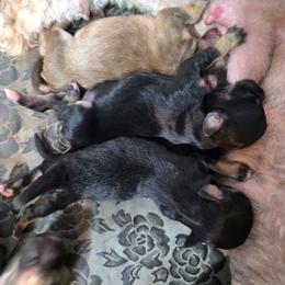 Girl 2 - Black and tan female Havanese puppy in Medina, Ohio from Momma's Minis