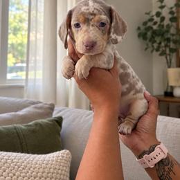 Royce - Dapple male Dachshund puppy in Boston, Massachusetts from London’s puppies
