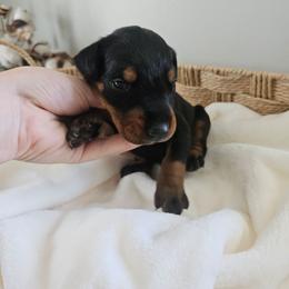 Nova (green) - Black and rust female Doberman Pinscher puppy in Hamilton, Ohio from Little Dragon Dobermans