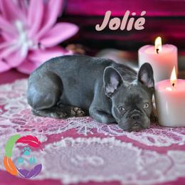 Jolie - Blue female French Bulldog puppy in Bowman, Georgia from Companion Creek Farm