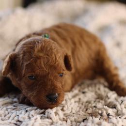 Rainbow - Red  male Poodle puppy in Pottersville, Missouri from Christina Miller's Poodles