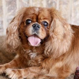 Wendy - Ruby female Cavalier King Charles Spaniel puppy in Boardman, Ohio from Taliaferro Kennel