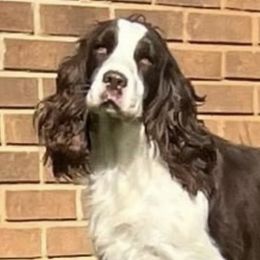 English Springer Spaniels from Two Hills Springers