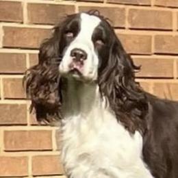 English Springer Spaniels from Two Hills Springers