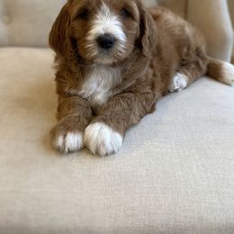 Goldendoodles from Nebo View Paws