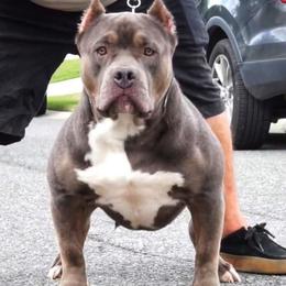 Jeanie - American Bully