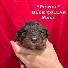 Prince - Phantom male Poodle puppy in St. Johnsbury, Vermont from Poodles of the Northern Woods