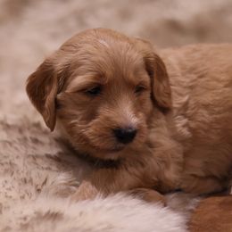 "Green" Goldendoodle Puppies from Hogan Family-Raised F1b Gooldendoodles