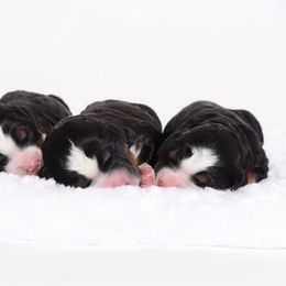 Bernedoodle Puppies from Bernedoodle Bliss