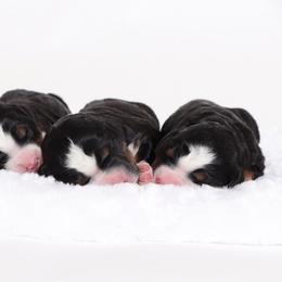 Bernedoodle Puppies from Bernedoodle Bliss