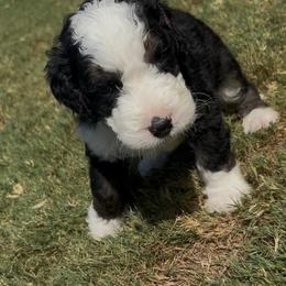 Carl - male Australian Mountain Doodle puppy in Snook, Texas from Snook Acres Doodles