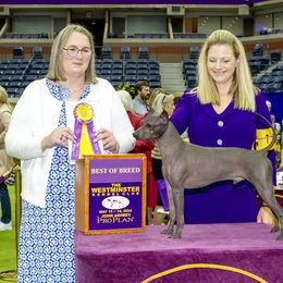 American Hairless Terrier Puppies from Strider’s American Hairless Terriers