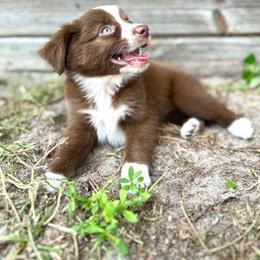 Daisy - Red tri female Miniature Australian Shepherd puppy in Saint Cloud, Florida from Dirty Paws