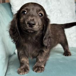 Zannah AKC 4000 - Brindle female Dachshund puppy in Krum, Texas from Tired Chef Dachshunds