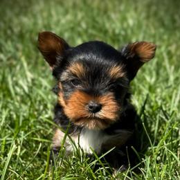 Nory - Black and tan male Yorkshire Terrier puppy in Hastings, Nebraska from Promise Land Pets