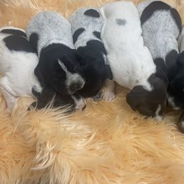 Female 2 - Black and white female German Shorthaired Pointer puppy in Hardeman County, Tennessee from Howell Farm GSP