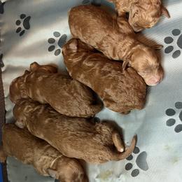 Labradoodle Puppies from California Double Doodles
