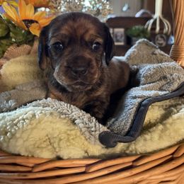 Godiva - Brindle female Dachshund puppy in Iredell, Texas from The Bloomin Dachshund