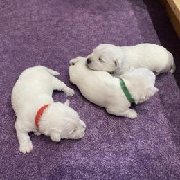 Boy 2 - White male West Highland White Terrier puppy in Idabel, Oklahoma from Ravens Nest Westies