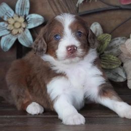 Girl 3 - female Aussiedoodle puppy in Lawton, Oklahoma from Lindsey’s Aussies