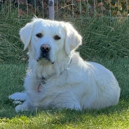 Golden Retrievers from Wasatch Skye Goldens