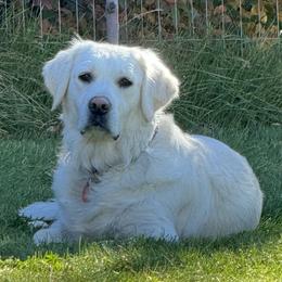 Golden Retrievers from Wasatch Skye Goldens