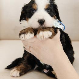 'Bobby' Blue Collar Male - Tri-color male Bernedoodle puppy in Kamas, Utah from A + E Farms