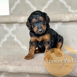 Goldendoodle and Poodle All Grown Up from Apricot Poodles & Goldendoodles