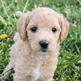 Duke - Apricot male Goldendoodle puppy in Hendersonville, Tennessee from Ben's Best Buddy Goldendoodles