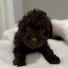 Brown male - Brown male Poodle puppy in Montclair, New Jersey from YC Treasures Poodles