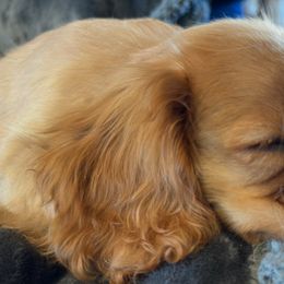 Cavalier King Charles Spaniels from FairHawk Downs