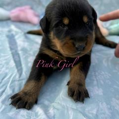 Pink - Black and rust female Beauceron puppy in Floyd’s Knobs, Indiana from Birdwing Beaucerons