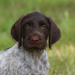 German Wirehaired Pointer Puppies from Reece GWP
